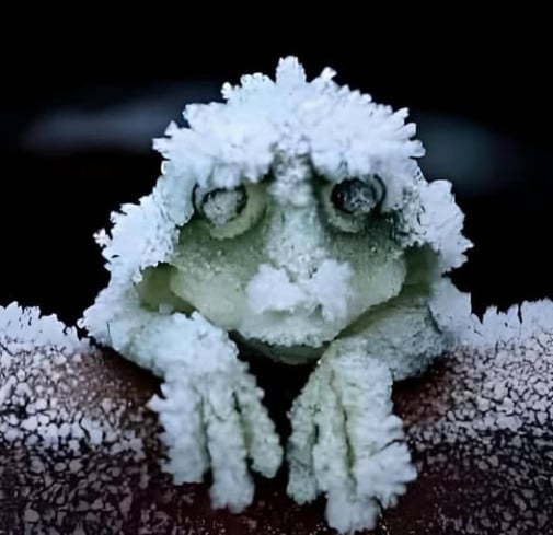 Zima ako na Aljaske - hibernujuca zaba